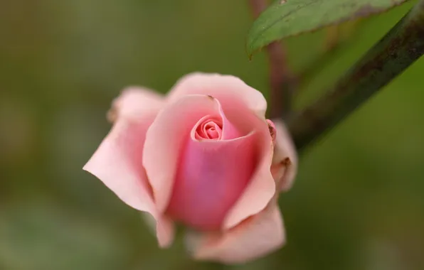 Picture flower, leaves, pink, rose, Bud