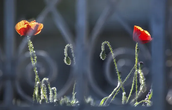 Flowers, the fence, Maki, grille