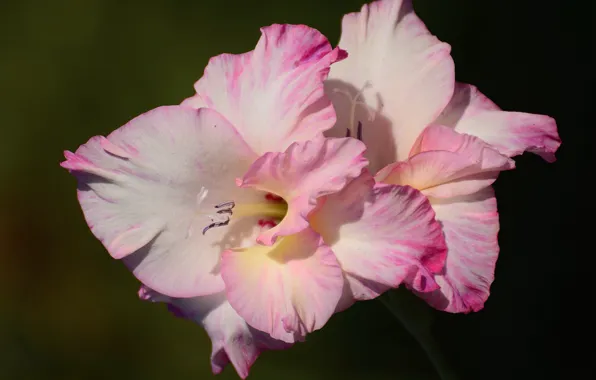 Picture flower, gladiolus, a fall mood