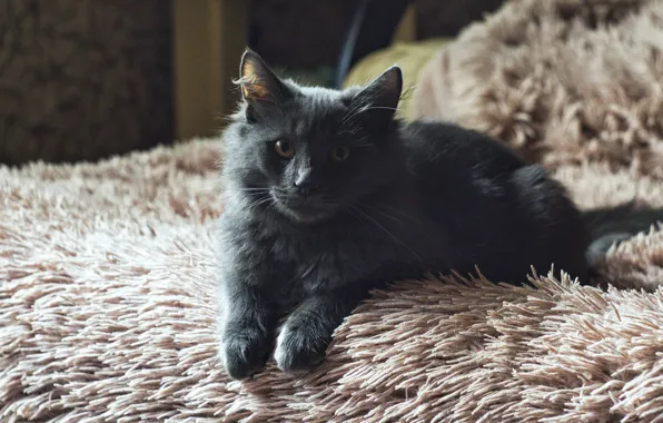 Cat, look, pose, kitty, grey, room, bed, lies
