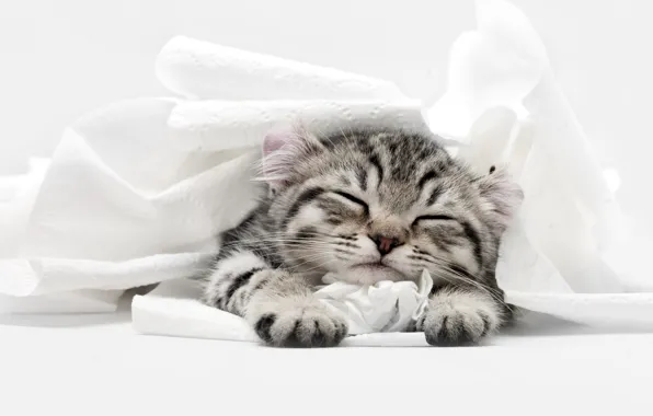 Cat, kitty, sleep, sleeping