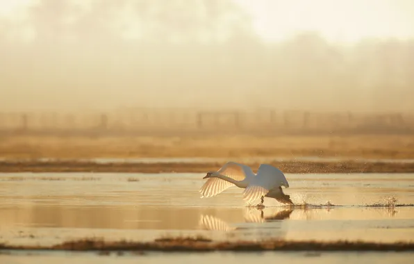Picture white, water, light, squirt, nature, pose, fog, river