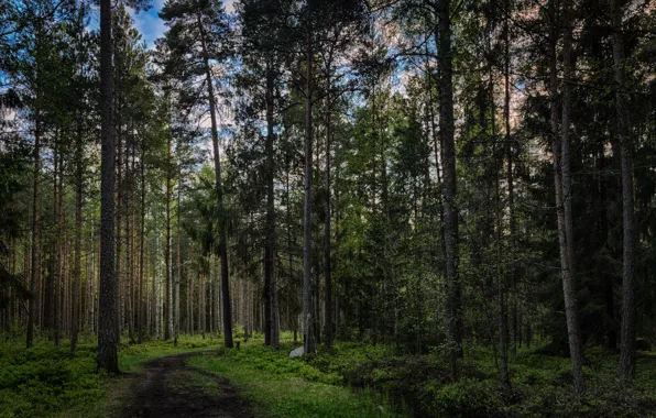 Picture greens, trees, green, Forest, forest, grove, path, trees