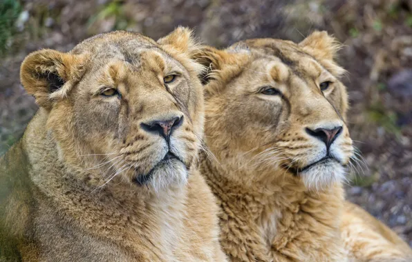 Cats, pair, lioness, ©Tambako The Jaguar