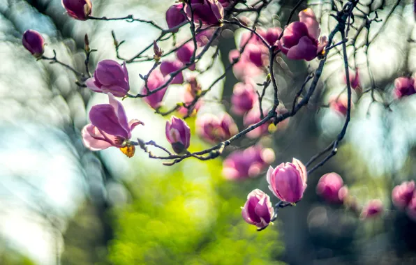 Light, flowers, branches, blur, spring, bright, flowering, lilac