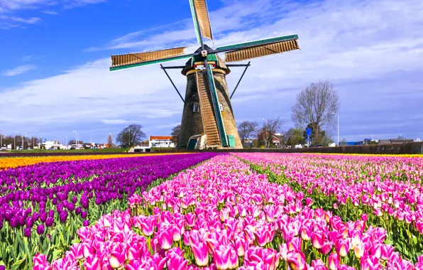Field, mill, tulips, Netherlands, colorful, Keukenhof, Lisse