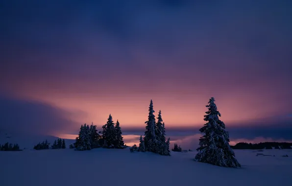 Picture winter, night, nature