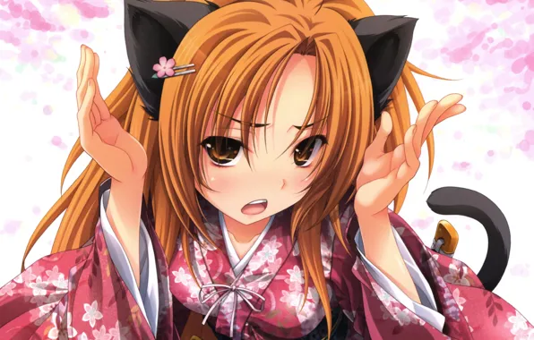 Picture sword, nothing, cat, katana, ken, blade, samurai, japanese