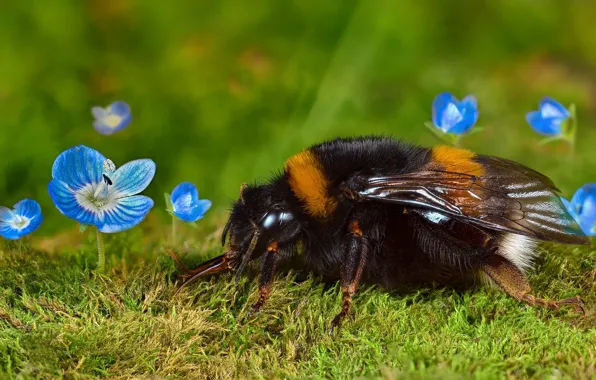 Greens, summer, macro, flowers, bee, moss, spring, blue