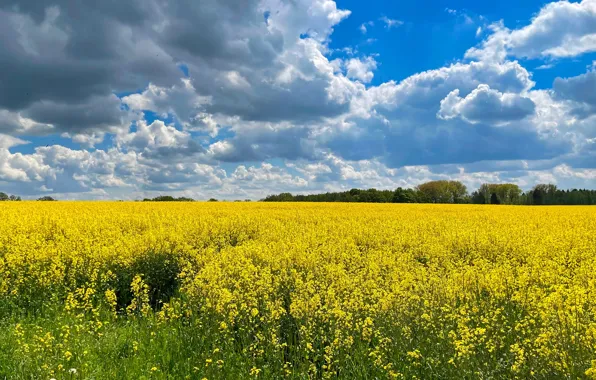 Forest, clouds, flowers, spring, yellow, space, blue sky, rape