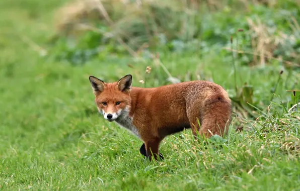Greens, grass, nature, Fox, red, Fox, bokeh
