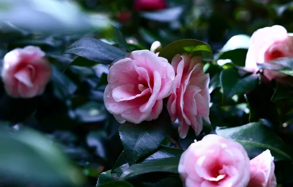 Leaves, drops, flowers, branches, Bush, spring, pink, flowering