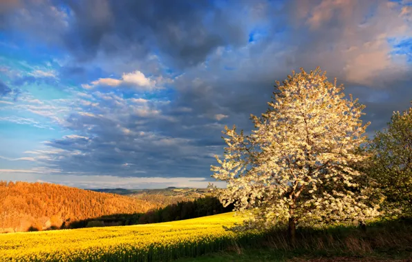 Field, clouds, light, blue, tree, spring, flowering, rape