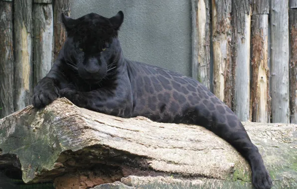 Picture black, predator, Panther, Jaguar