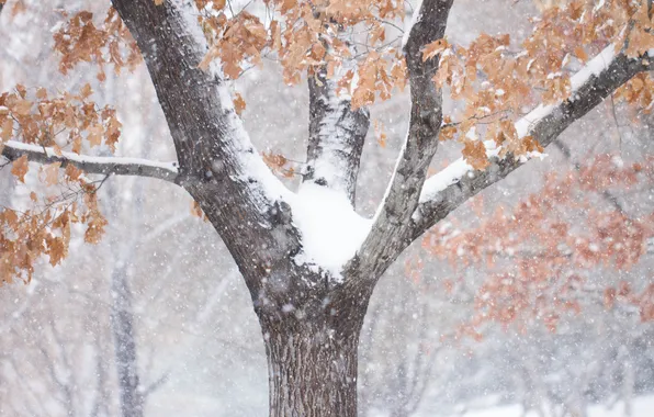 Winter, leaves, snow, tree