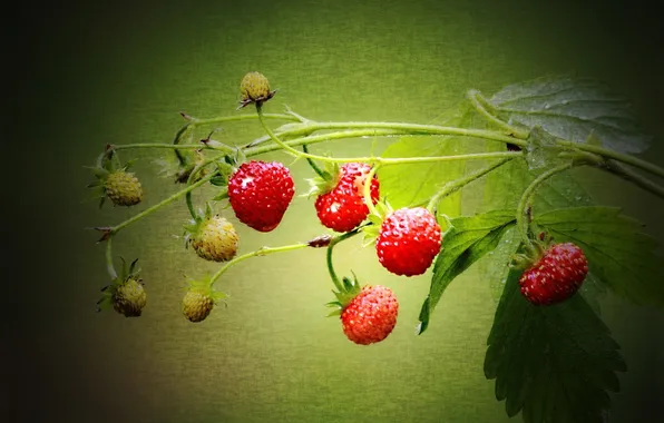 Picture light, canvas, sheet, stem, strawberries, strawberry, berry