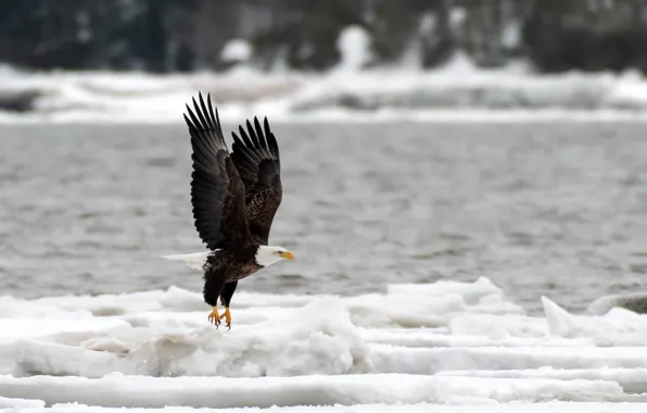Nature, river, bird, ice, predator, Canada, eagle, bokeh