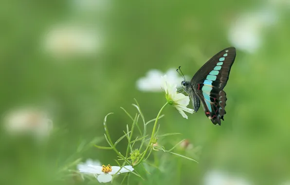 Wings, butterfly, flowers