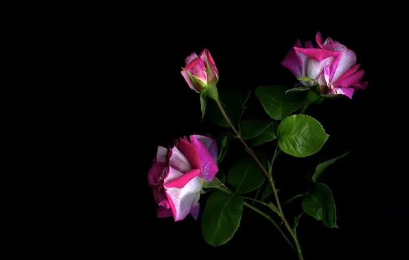 Leaves, roses, trio, black background, pink roses