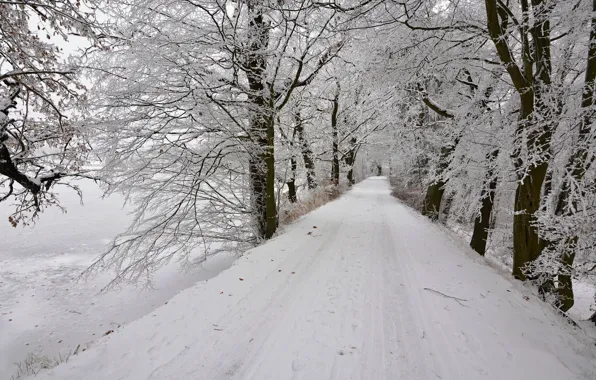 Winter, road, snow, trees