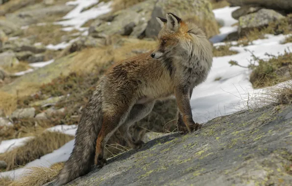 Autumn, forest, Fox, DUELL ©