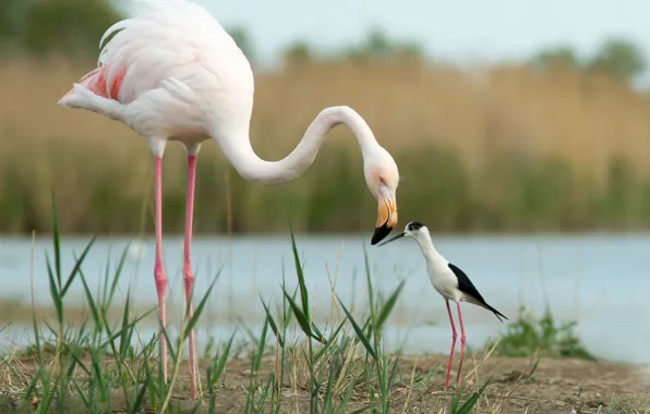 Picture birds, friends, Flamingo, Black-winged stilt