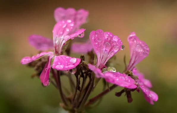 Flowers, drops, petals