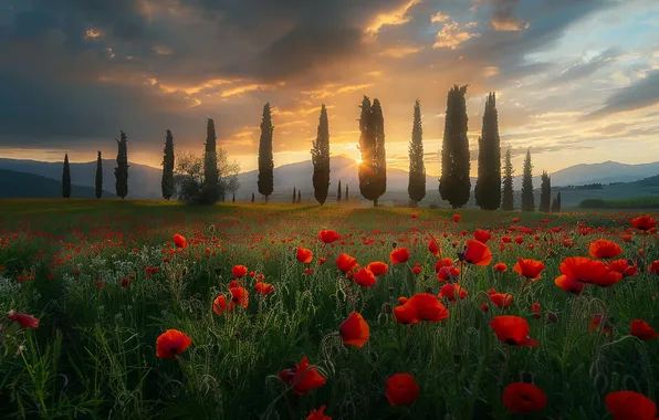 Field, summer, the sky, the sun, clouds, rays, light, flowers