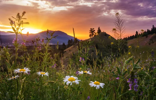 Picture sunset, flowers, mountains, chamomile, meadow, Canada, Canada, British Columbia
