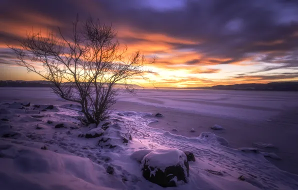 Winter, snow, sunset, lake, tree, Norway, Norway, Buskerud