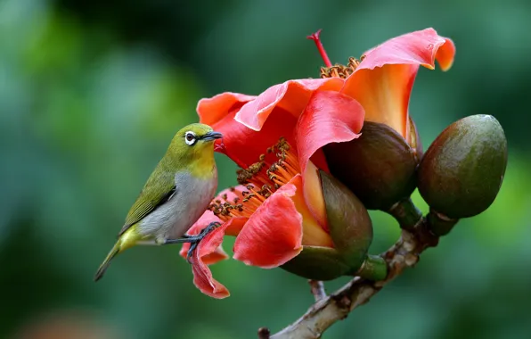 Flowers, branches, nature, bird, buds, white-eyed, white eye, cotton tree