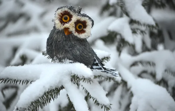 Winter, owl, spruce, white