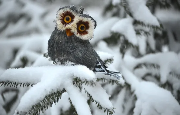 Picture winter, owl, spruce, white
