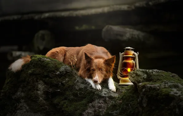 Picture stones, lamp, moss, dog, lantern, The border collie, Svetlana Pisareva