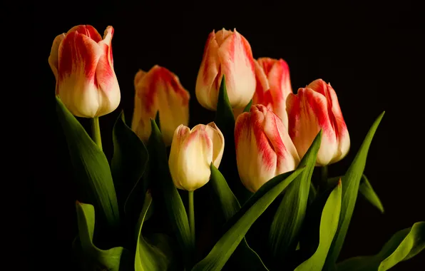 Leaves, flowers, bouquet, tulips, black background, buds, two-tone, red-white