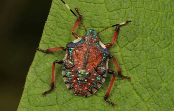Sheet, Beetle, Bug