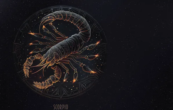 Zodiac  Scorpio zodiac black scorpio golden scorpion HD wallpaper   Peakpx
