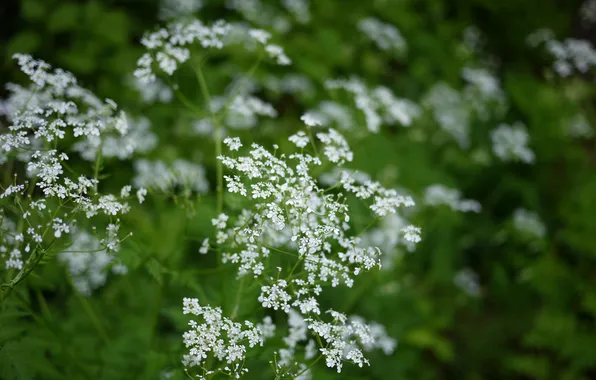 Greens, flowers, focus, white, small