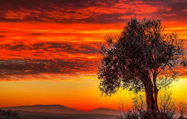 The sky, clouds, trees, mountains, glow