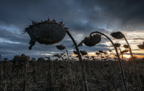 Autumn, sunflowers, nature