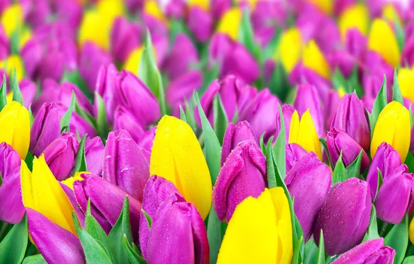 Picture field, tulips, yellow, lilac