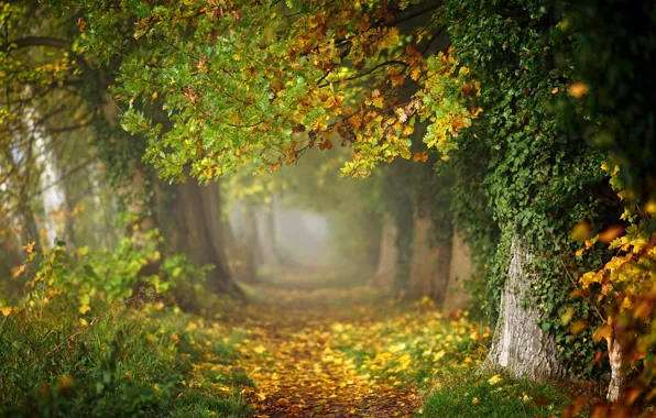 Autumn, forest, leaves, trees, branches, fog, Park, trunks