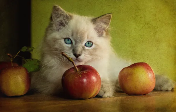 Picture cat, retro, background, apples, treatment, picture, fluffy, fruit