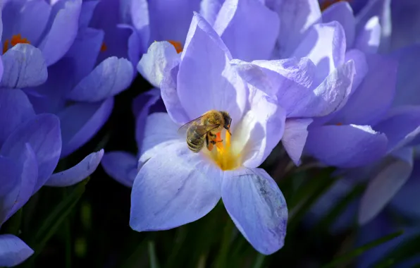 Macro, light, flowers, bee, crocuses, insect, lilac