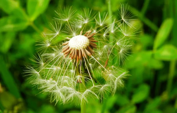 Dandelion, macro, fluff, green background