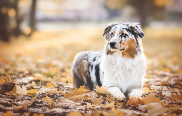 Picture autumn, leaves, Park, foliage, dog, Aussie, Wallpaper from lolita777