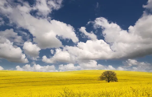 Clouds, yellow, tree, Field