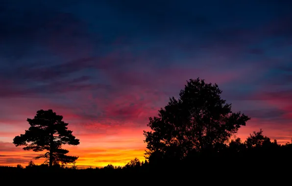 Picture forest, the sky, clouds, trees, sunset, nature