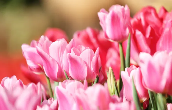 Macro, tulips, pink, buds
