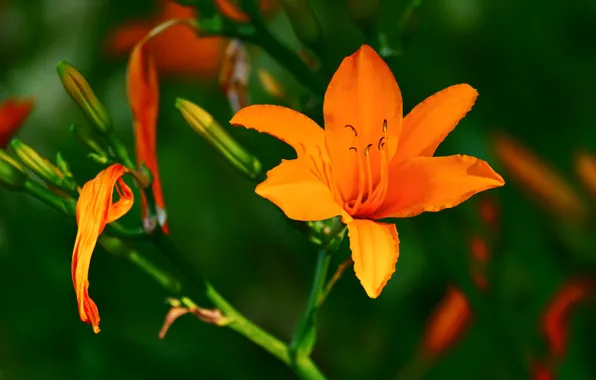 Flower, Lily, orange, buds, green background, bright, daylilies
